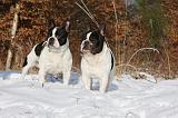 BOULEDOGUE FRANCAIS 970